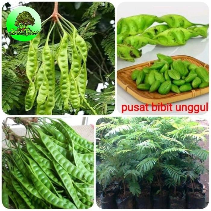 Bibit petai super jumbo unggulan