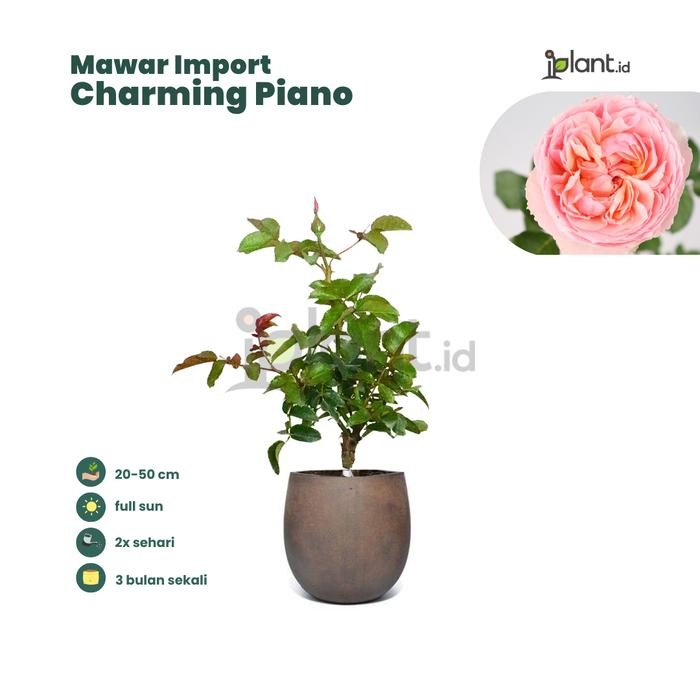 Mawar Charming Piano