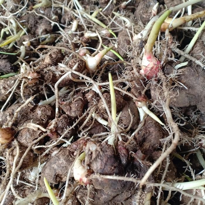 Bibit Jahe Merah Super 1kg / Bibit rimpang