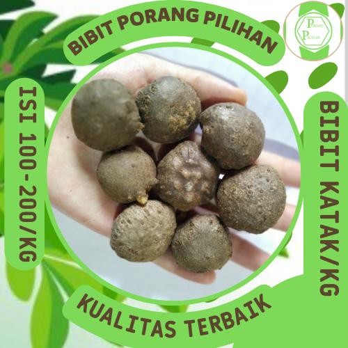 Bibit porang katak tua super isi 100-200 per kg