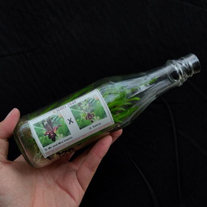 Bibit Botolan Anggrek Murah berID