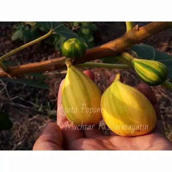 Bibit Buah tin FC regato popone