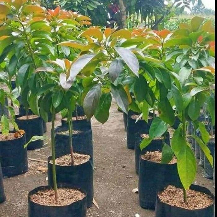 Bibit Tanaman Alpukat Red Vietnam Tinggi 1 Meter Up Siap Berbuah