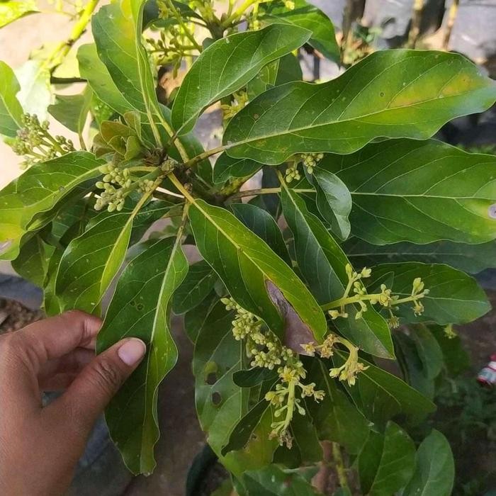 Lionmarket Bibit Alpukat Jenis Aligator, / Subang Kelud / Miki Sudah Berbunga