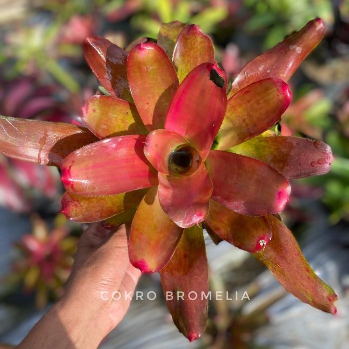 Lionmarket Tanaman Hias Bromelia Neo Lila Menor - Cokro Florist