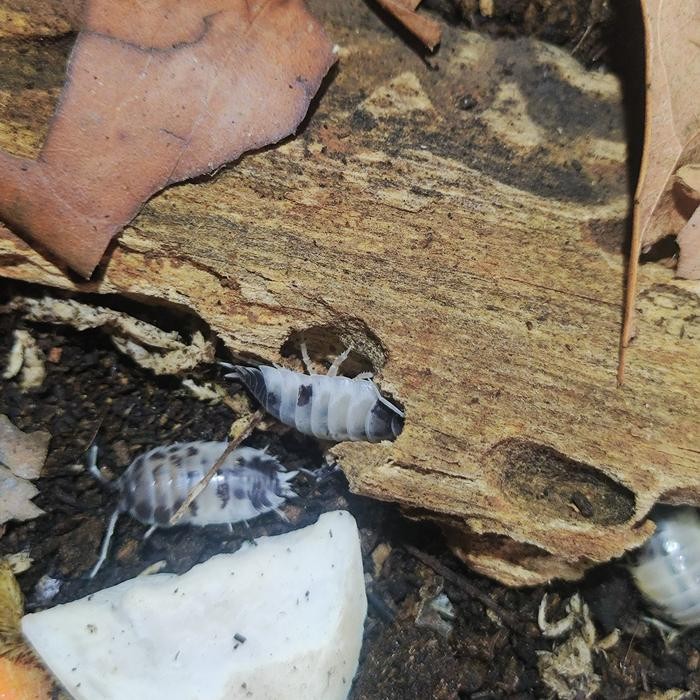 

Baru Paket Isopod Dairy Cow 10 Ekor - Hewan Peliharaan Aquarium