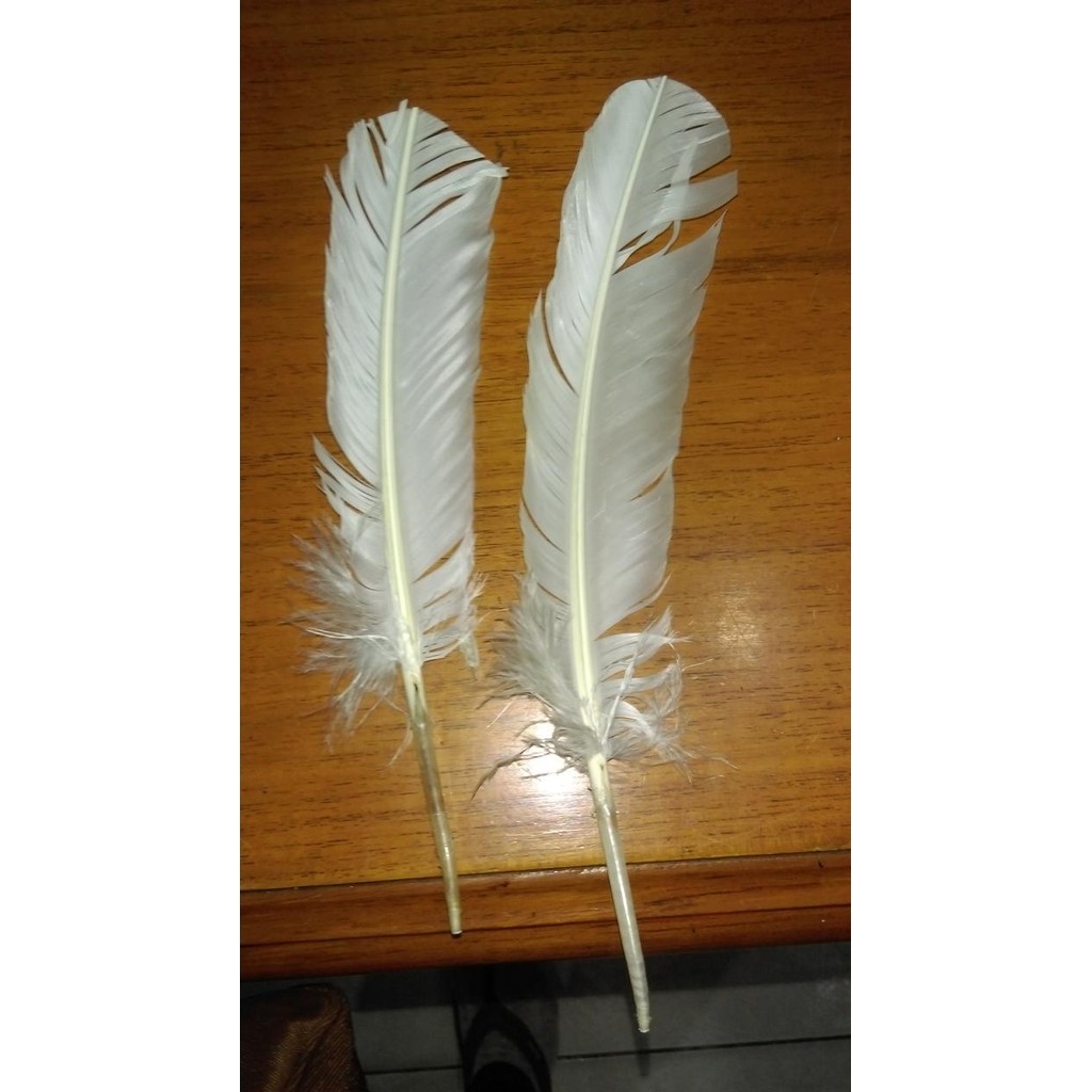 Bulu Ayam Putih Tegak Panjang Hiasan Aksesoris