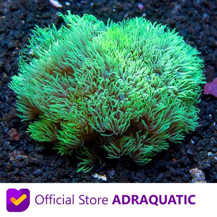 Siap Kirim Batu Jeruk Hijau Hiasan Terumbu Karang Coral Air Laut