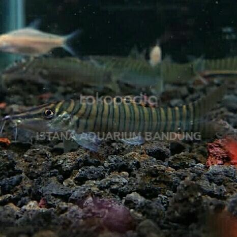 Siap Kirim Ikan Botia Hijau Hias Aquarium