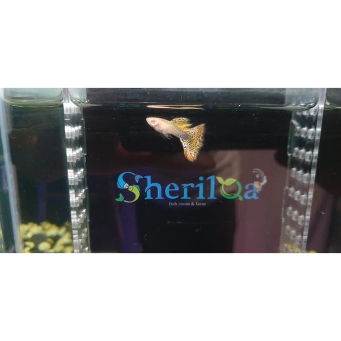 Siap Kirim Guppy Albino Yellow Cobra Ikan Hias Aquarium