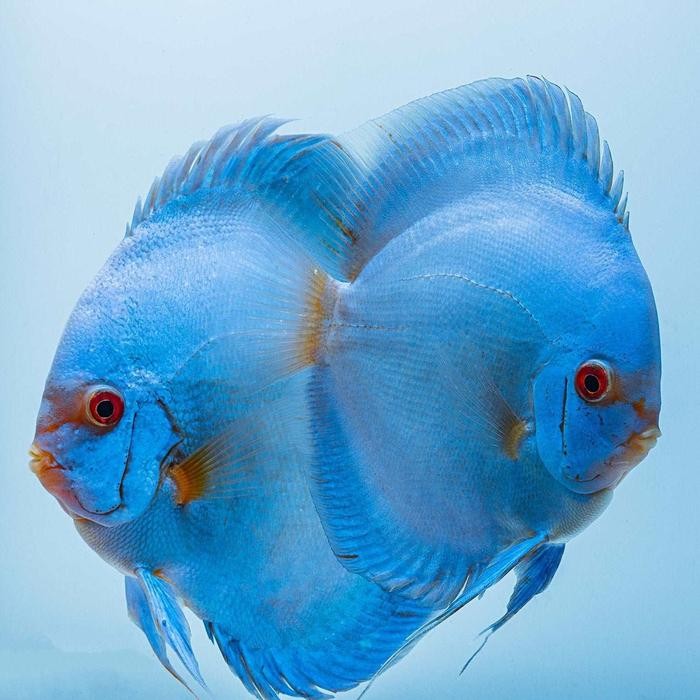 Siap Kirim Ikan Hias Air Tawar Discus Blue Diamond Import