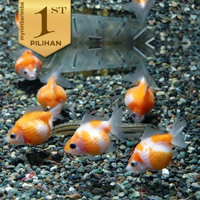 Siap Kirim Paket Koloni 10x Ikan Mas Koki Mutiara Tikus Aquarium Aquascape