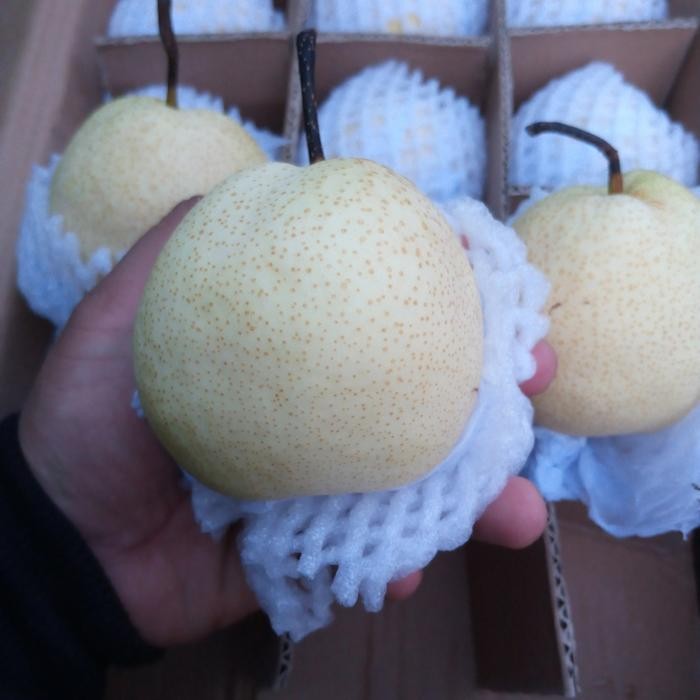 

NATURE- Sweet Pear (Pear Madu) Fresh Manis Per 1 Kg Makanab