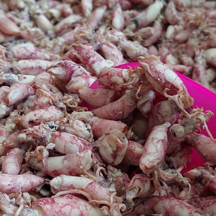 

Siap Kirim Cumi Baby Asin 1kg - Baby Cumi Siap Masak Shopee