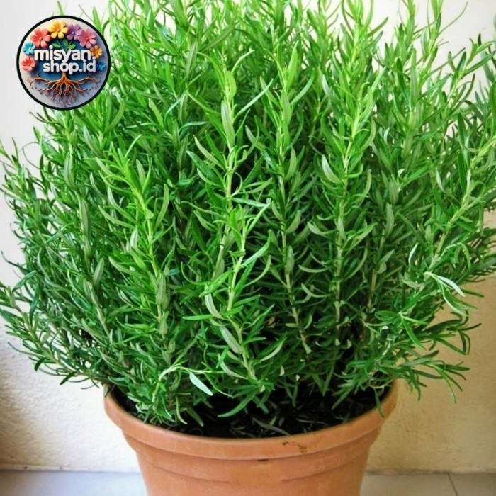 

Promo tanaman hias rosmary 100% rimbun pengusir nyamuk free pot Pasti Hrmat