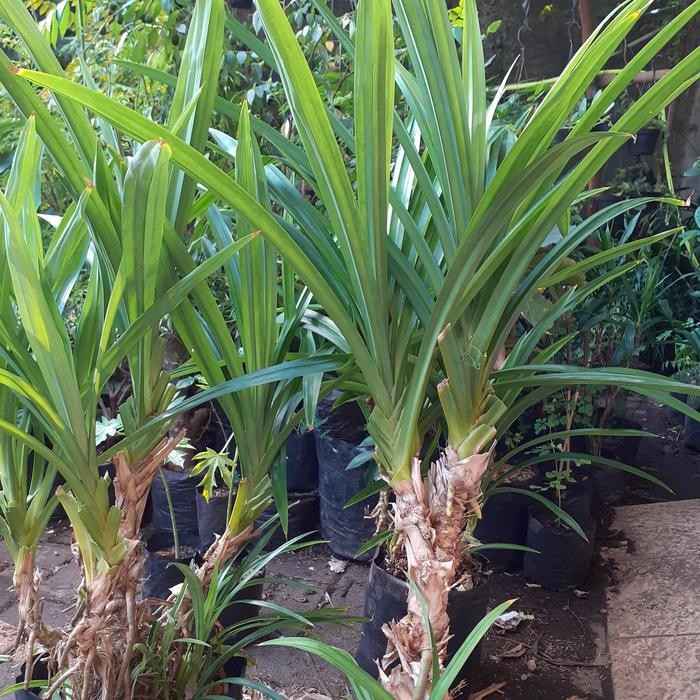 

Tanaman pandan wangi besar sudah tumbuh besar dan bercabang