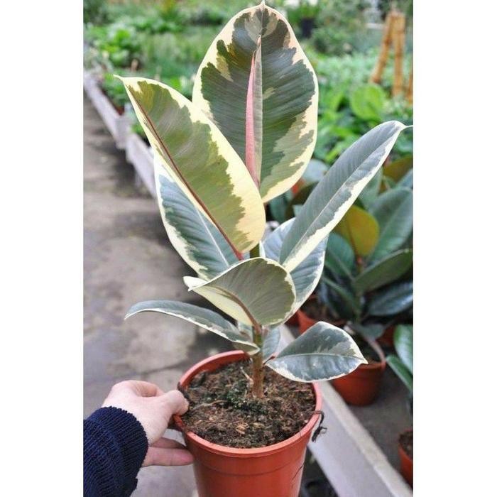 

PROMO! Tanaman Hias Indoor Ficus Elastica Karet Kebo Varigata Tanaman Indoor Aesthetic Dekorasi