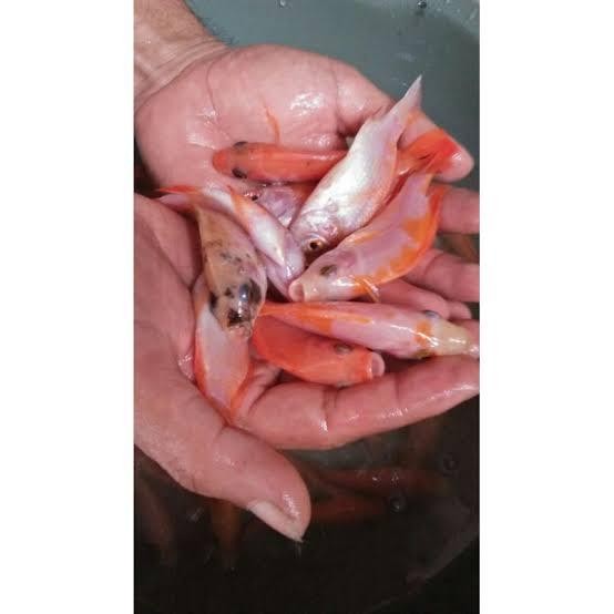 

bibit ikan nila merah bangkok monosex paket 100 ekor