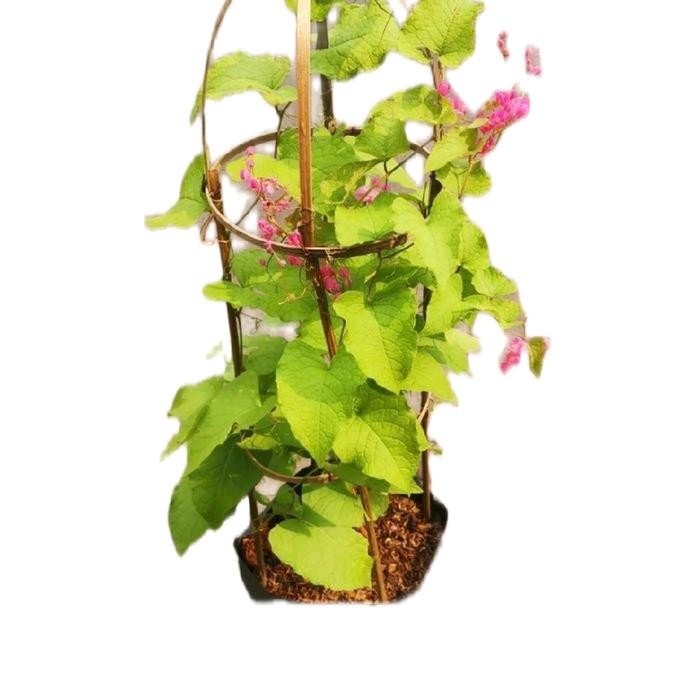 

tanaman hias melati belanda/tanaman rambat melati belanda keranjang bunga melati belanda