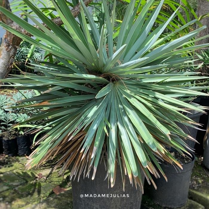 

Tanaman palem jenggot Cocothrinax Borhidiana / Scoparia / Crinita