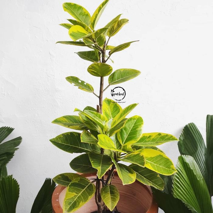 

Ficus Altissima / Ficus / Karet Variegata Kuning
