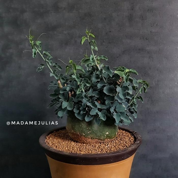 

adenia spinosa caudex sukulen