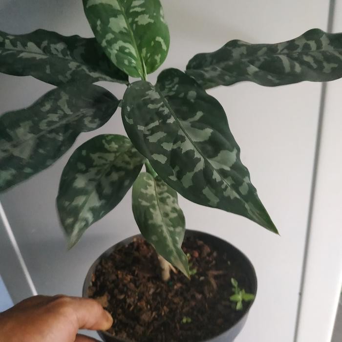 

bibit tanan hias aglo sri rejeki asli