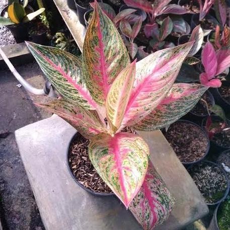 

Tanaman Hias Aglonema Jenis Legacy