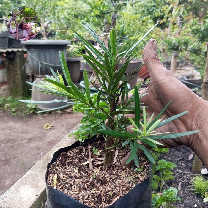 

BIBIT TANAMAN BY REQUEST