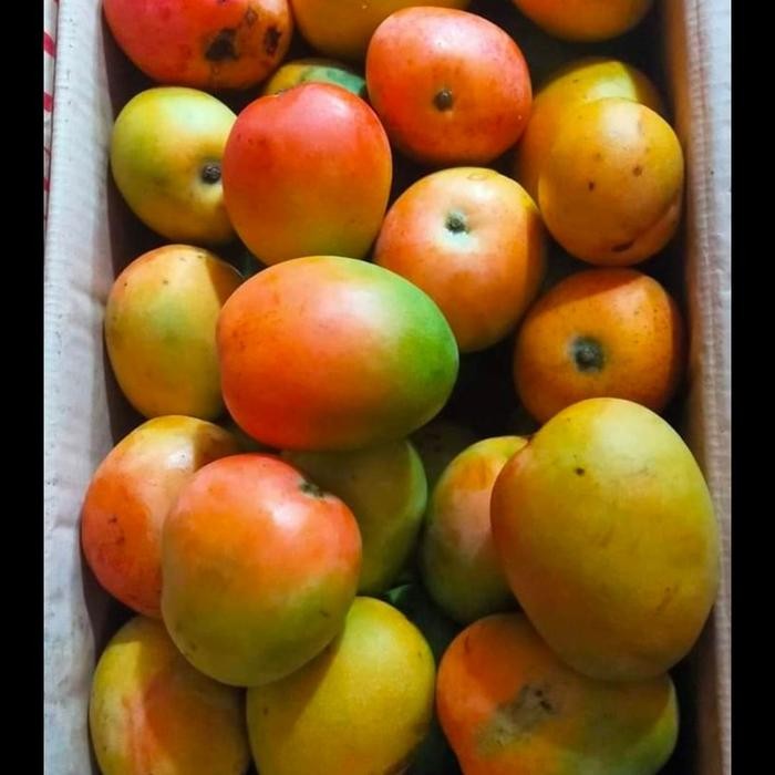 mangga gedong gincu super