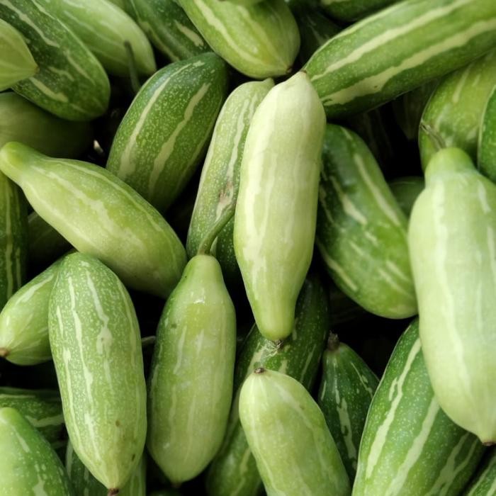 LUXEHEALTH- Timun Tikus 500Gr