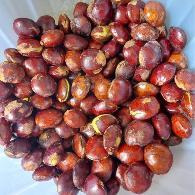 

LUXEHEALTH- Jengkol Mentah Fresh - 500 Gram [Grosir]