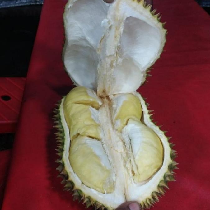 

Durian Petruk super utuh(perbuah)