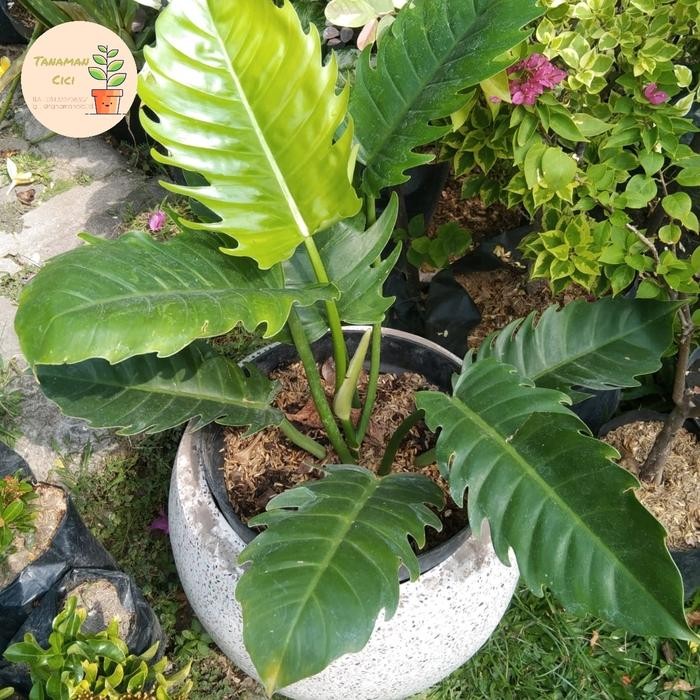 Philo Gergaji hijau ready surabaya barat philodendror green saw