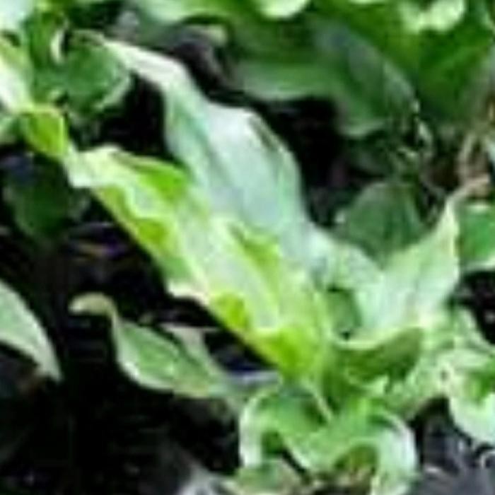 bibit bunga gelombang cinta super.