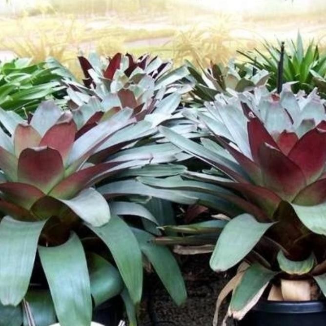 pohon bromelia giant jenis jumbo