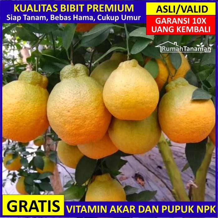 Bibit Jeruk Dekopon Ber, Bibit Jeruk Dekopon Valid