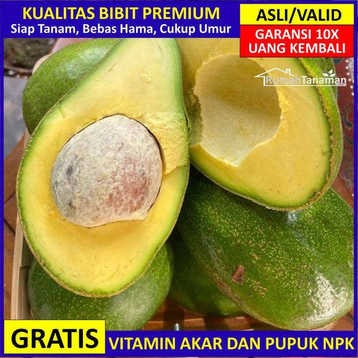 Bibit Alpukat Mentega Ber, Pohon Alpukat Mentega Valid