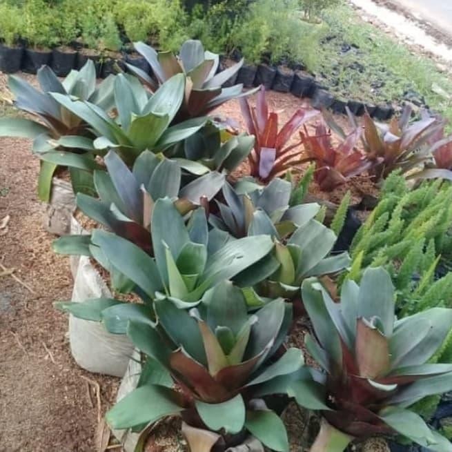 Pohon Bromelia Giant - Tanaman Hias Bromelia Giant