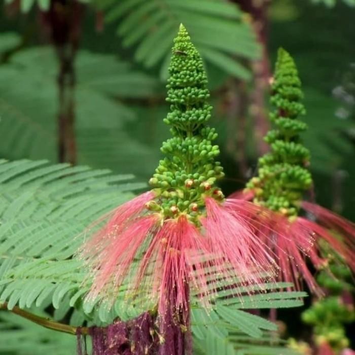 PAKET 100 Bibit Kaliandra Pagoda / Kaliandra Merah