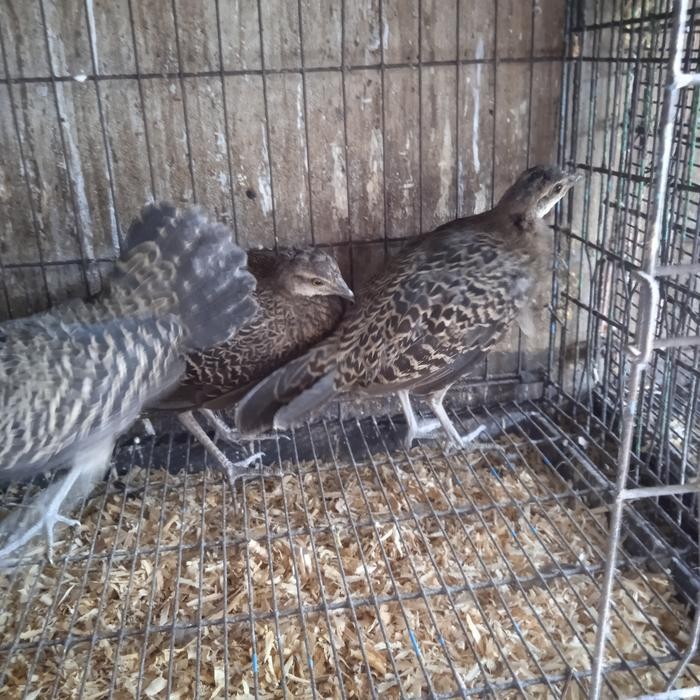 ayam hutan hijau betina cocok buat avviary