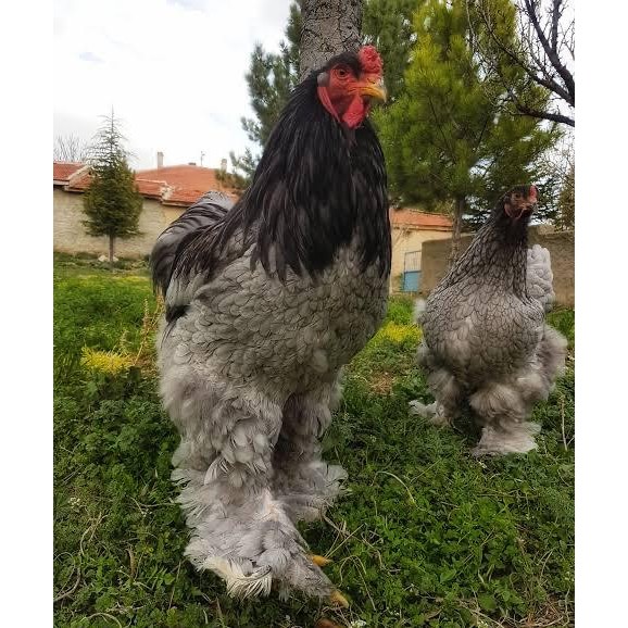 Ayam Brahma Asli usia 2 bulanan up