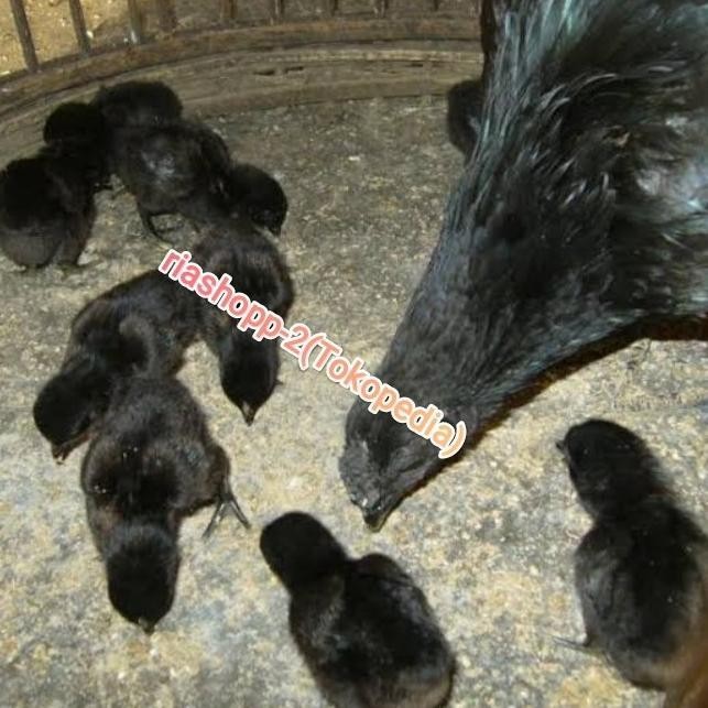 Anak Ayam Cemani Sangat Langka Mewah Gratisongkir