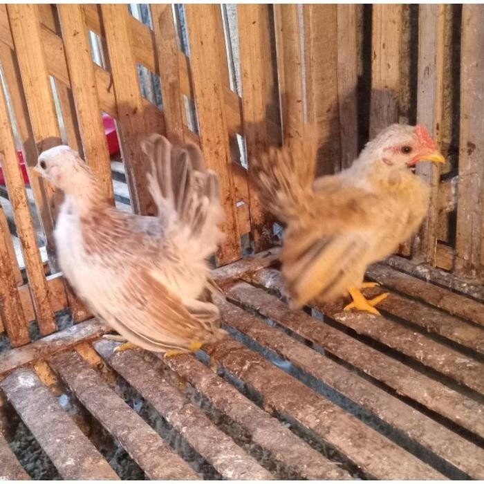 perawatan sepasang ayam serama