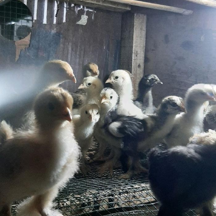 AYAM BRAHMA AYAM HIAS BRAHMA MURAH