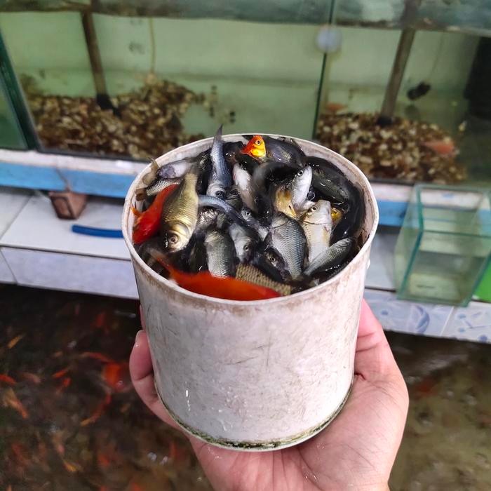 Pilihan- Hiasan Aquarium Umpan Predator Anakan Ikan Mas Literan