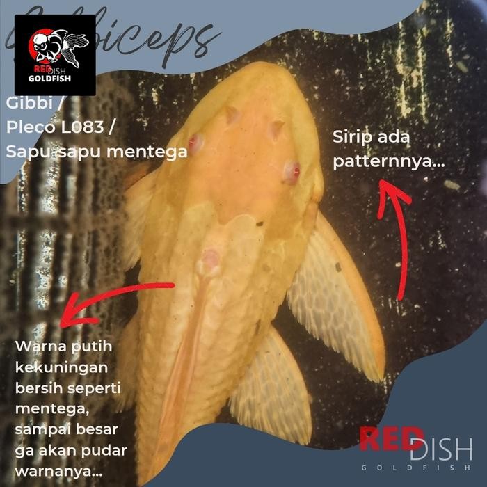 Pilihan- Gibbiceps Pleco L083 Sapu-Sapu Mentega