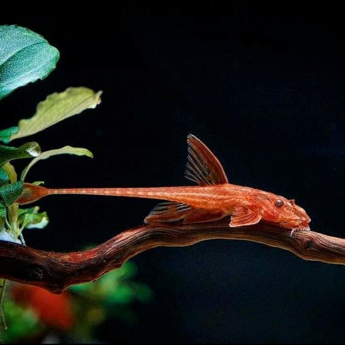 Pilihan- Red Lizard Pleco Sapu Aquascape
