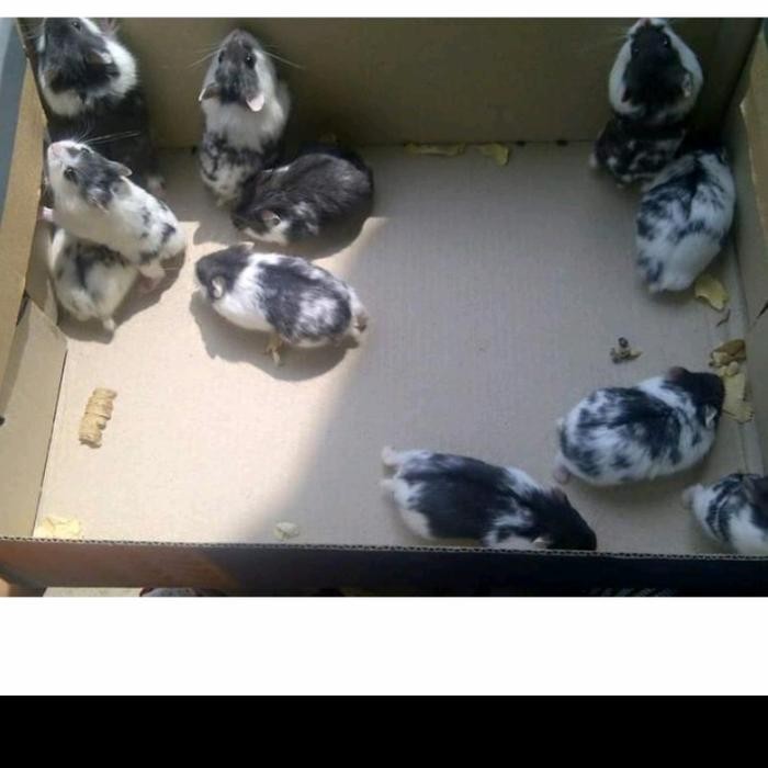 Pilihan- Hamster Campbell Panda Hidup (Tangerang/Semarang/Bekasi/Magelang/Jakarta)