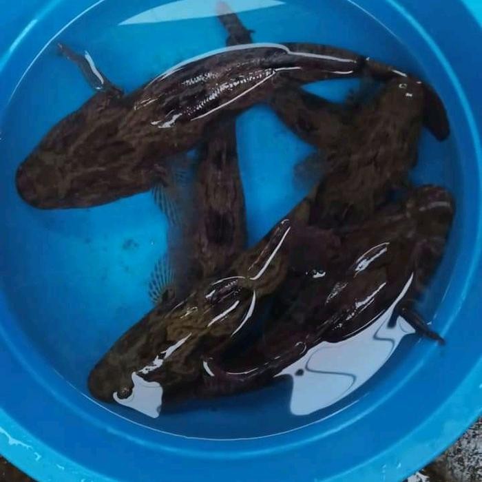 Pilihan- Ikan Gabus Malas Betutu Bloso